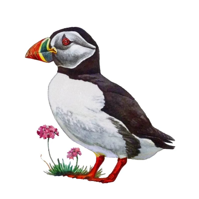 Puffin