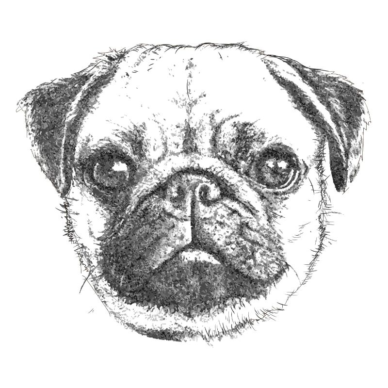 PUG | MOPS - GEZEICHNET