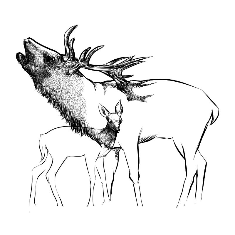 cerf