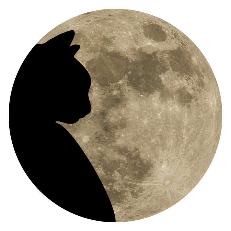 Chat silhouette de lune silhouette chat silhouette maman