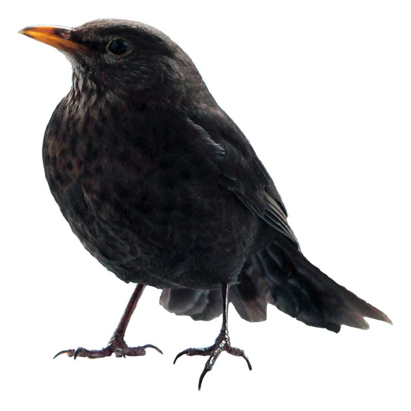 Amsel Drossel