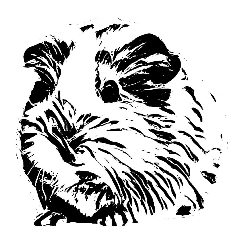Cochons d'Inde