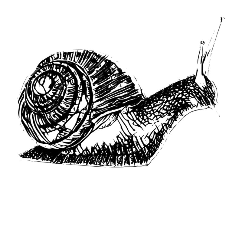 Schnecke