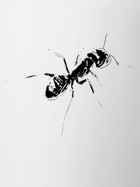 ant