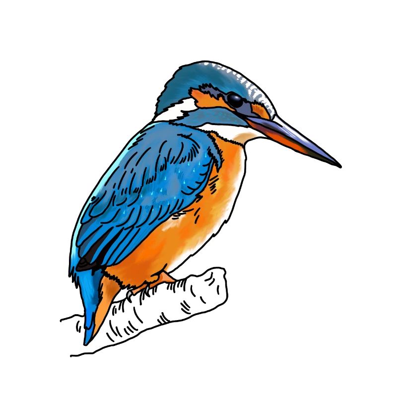 Martin-pêcheur