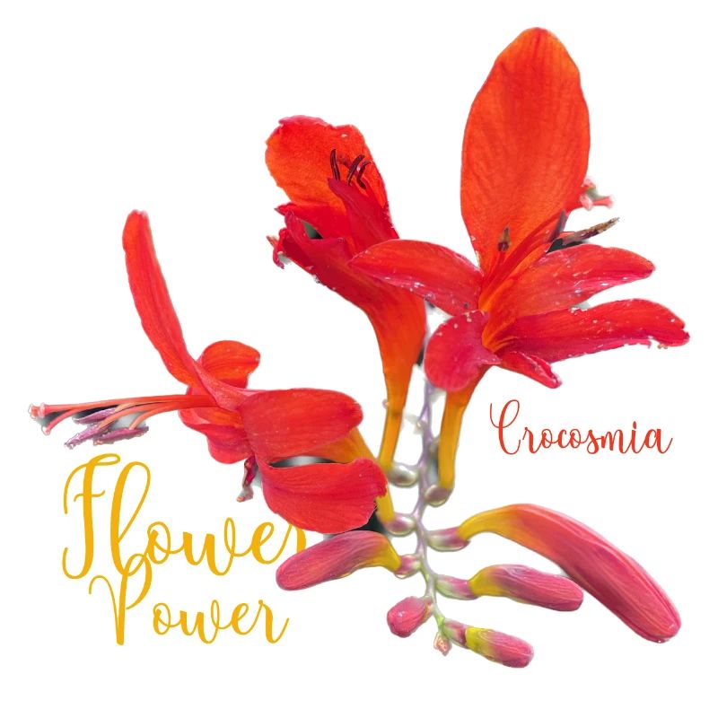 Crocosmia