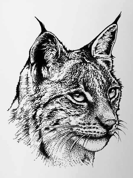 Luchs