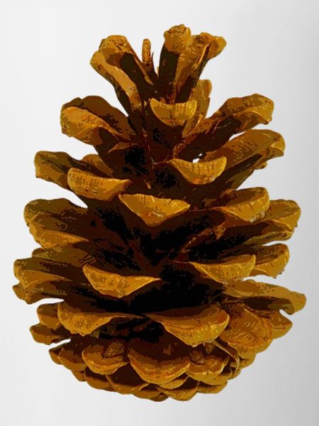 Pomme de pin