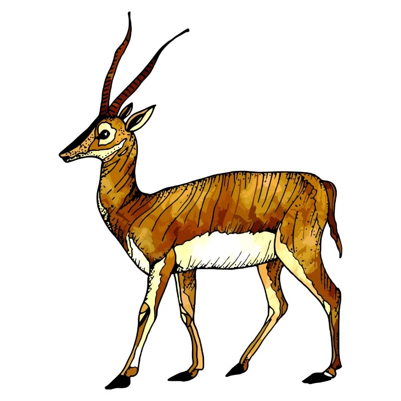 antilope
