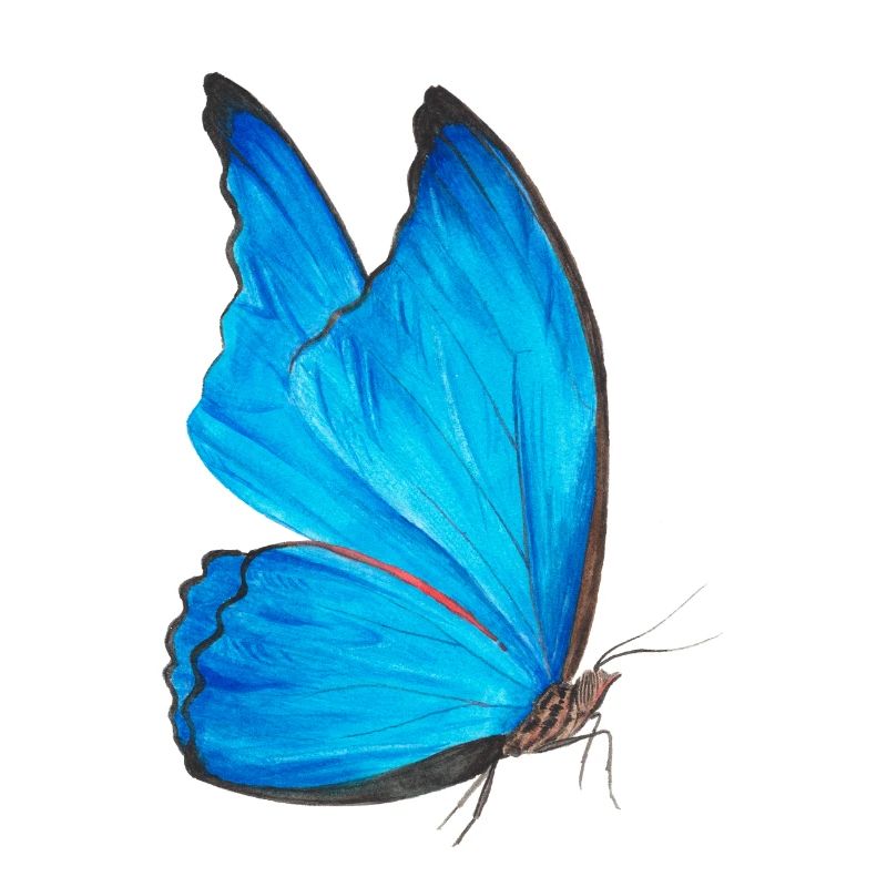 blauer Schmetterling