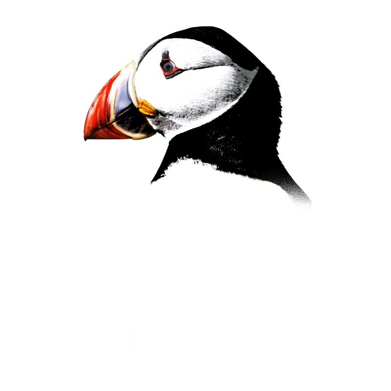 Atlantic Puffin