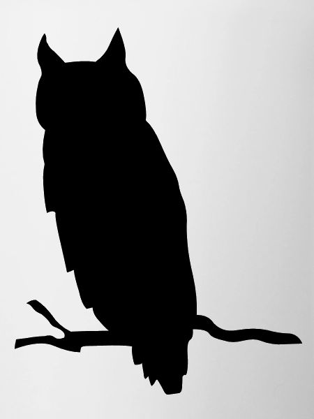 owl