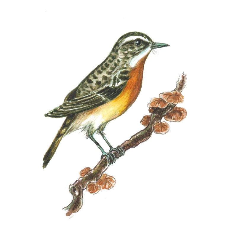 Braunkehlchen / Vogel / Pilze