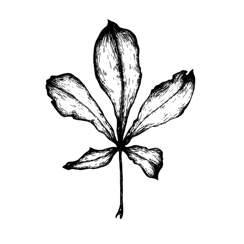 feuille châtaignier