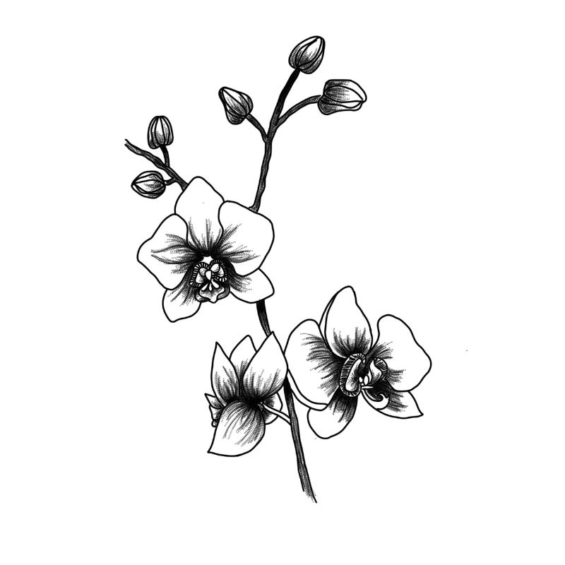 Orchideen