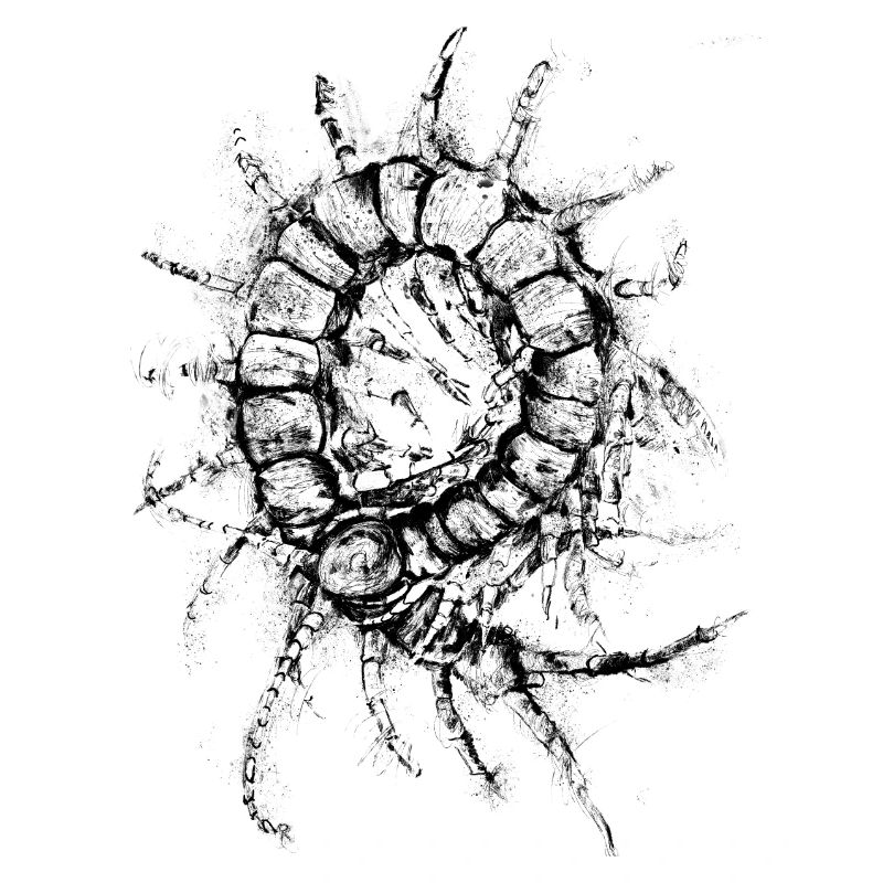 Centipede