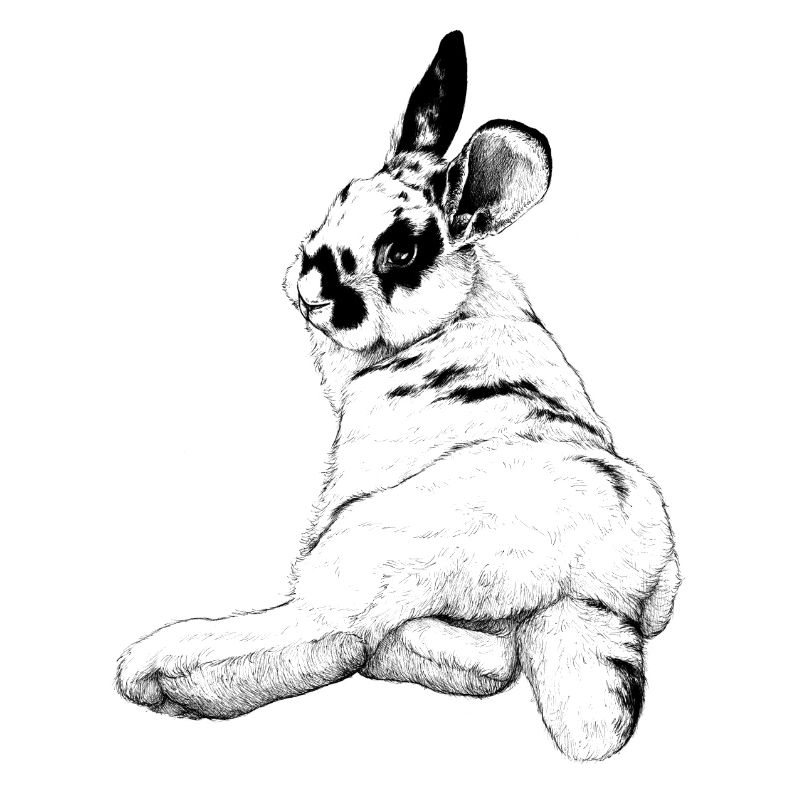 cute rabbit