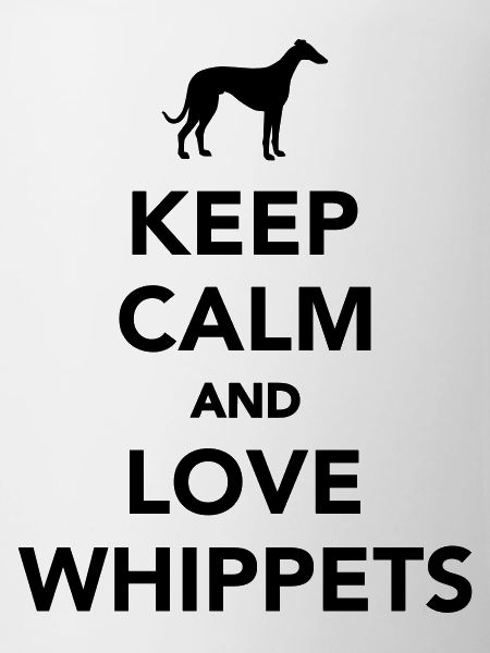 Whippet