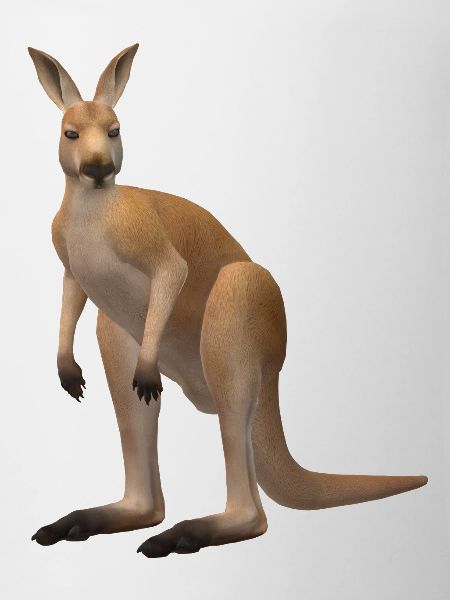Kangourou 3D