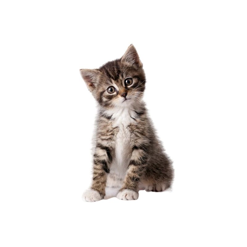 MIGON KITTEN