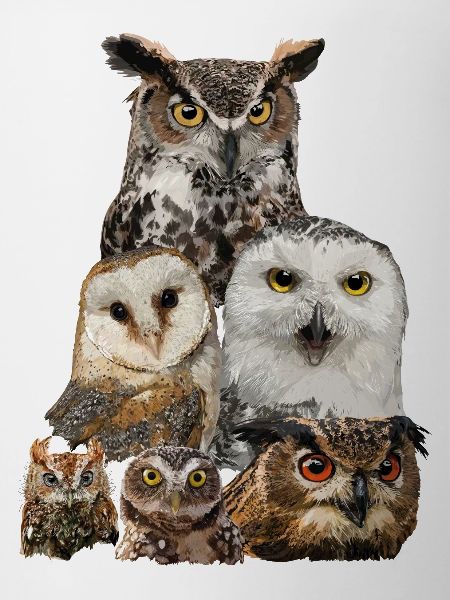 Owls