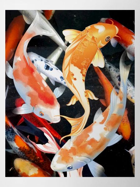 koi carp