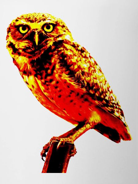owl owl