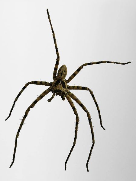 Hauswinkelspinne