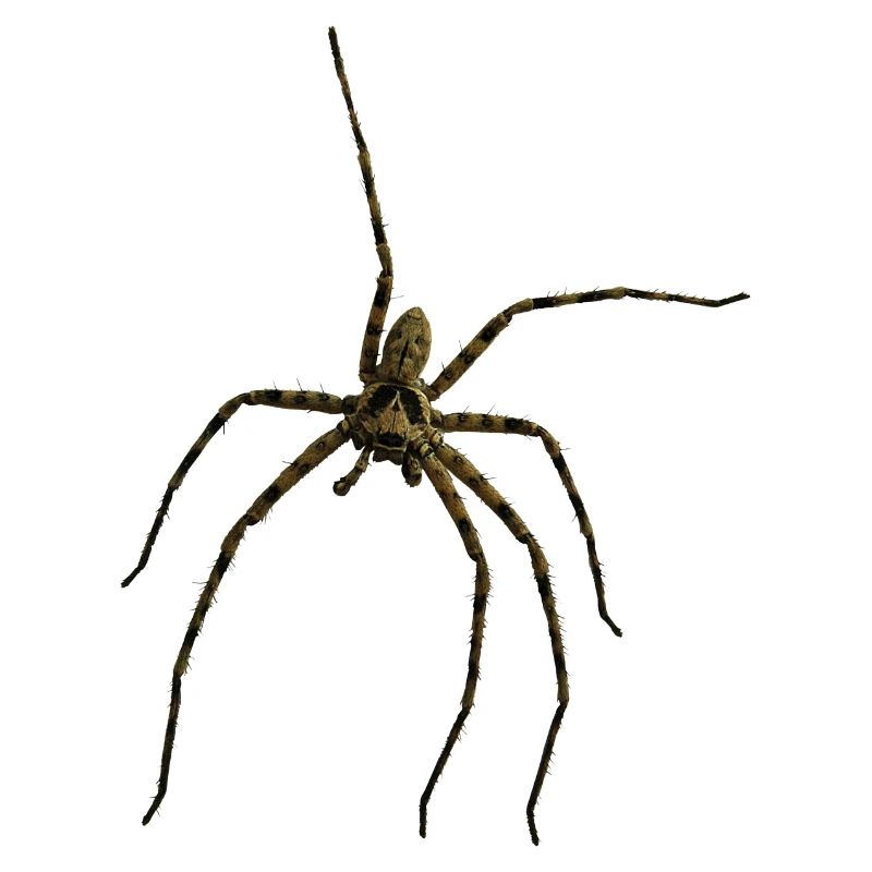 Araignée domestique