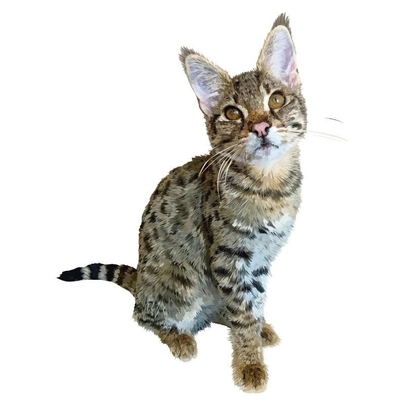 Tabby