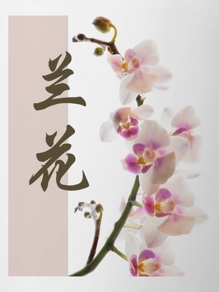 Orchidée