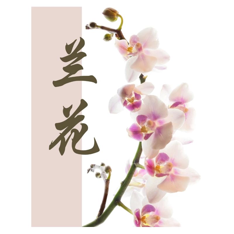 Orchidée