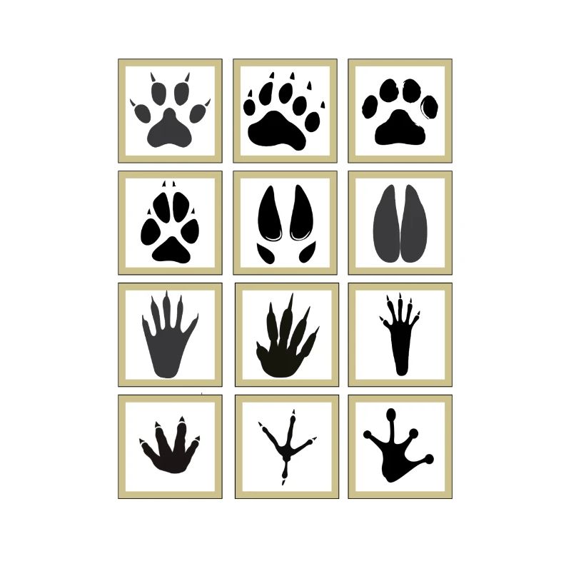 empreintes animaux