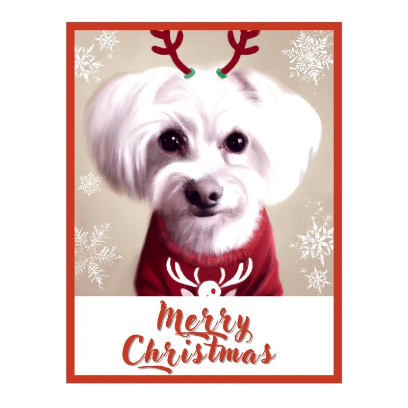 Chien maltais dans un pull de Noël rouge.