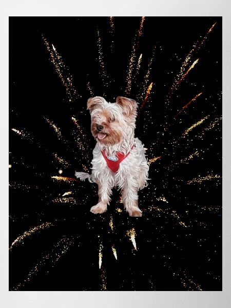 Yorkshire Terrier