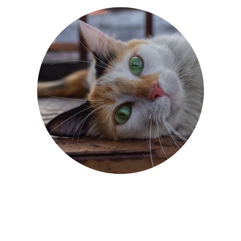 Die Katze mit dem süßen Blick