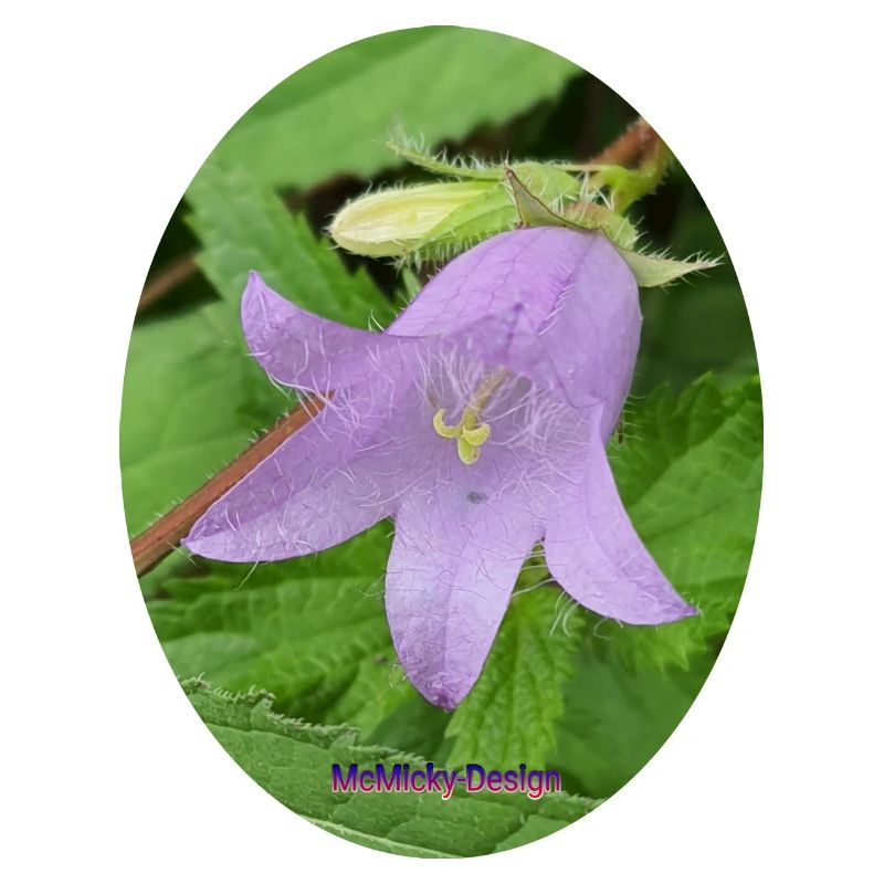 Cloche d’été