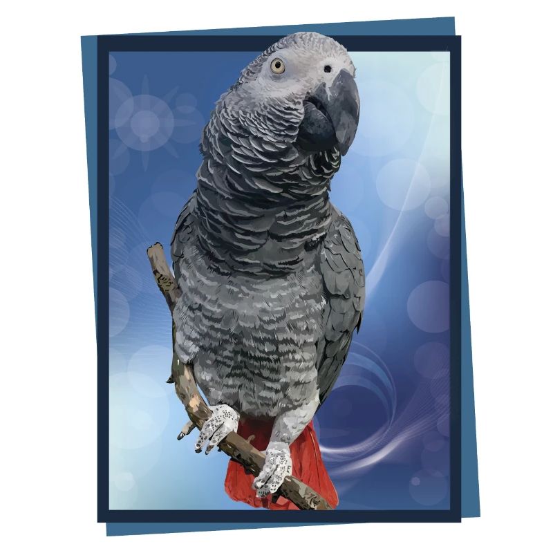 Le perroquet gris