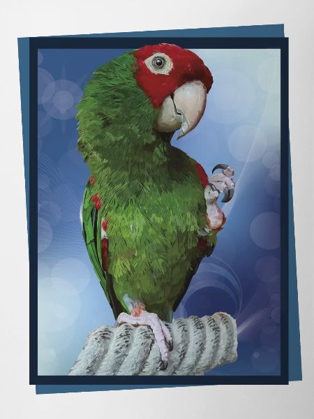Red-headed parrot