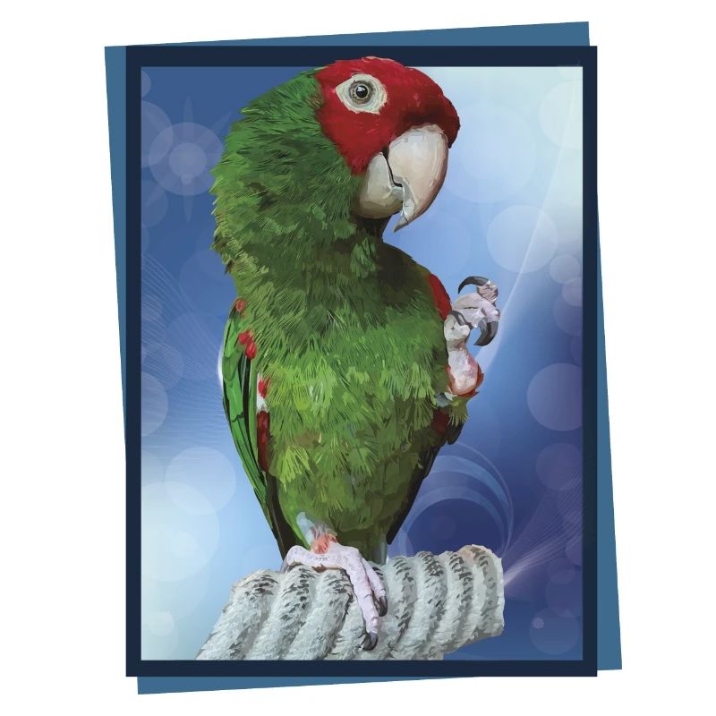 Perroquet à tête rouge