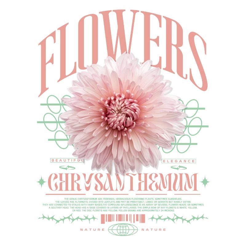 Chrysanthemum Chrysanthemums