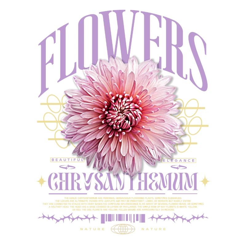 Chrysanthème Chrysanthèmes