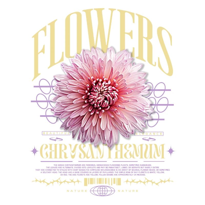 Chrysanthème Fleurs de chrysanthème