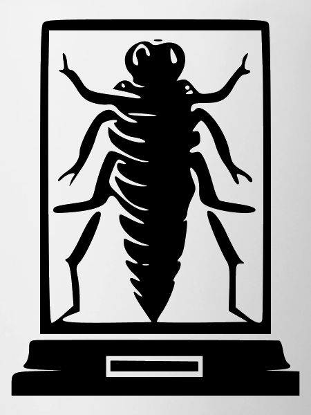 Insect Museum