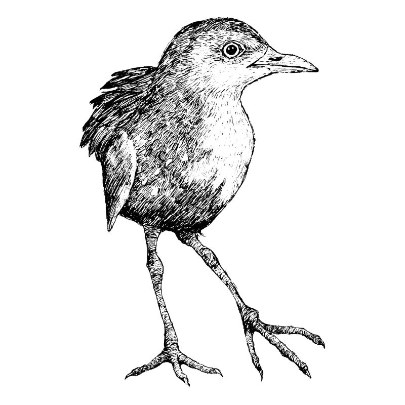 Long-legged pygmy crake