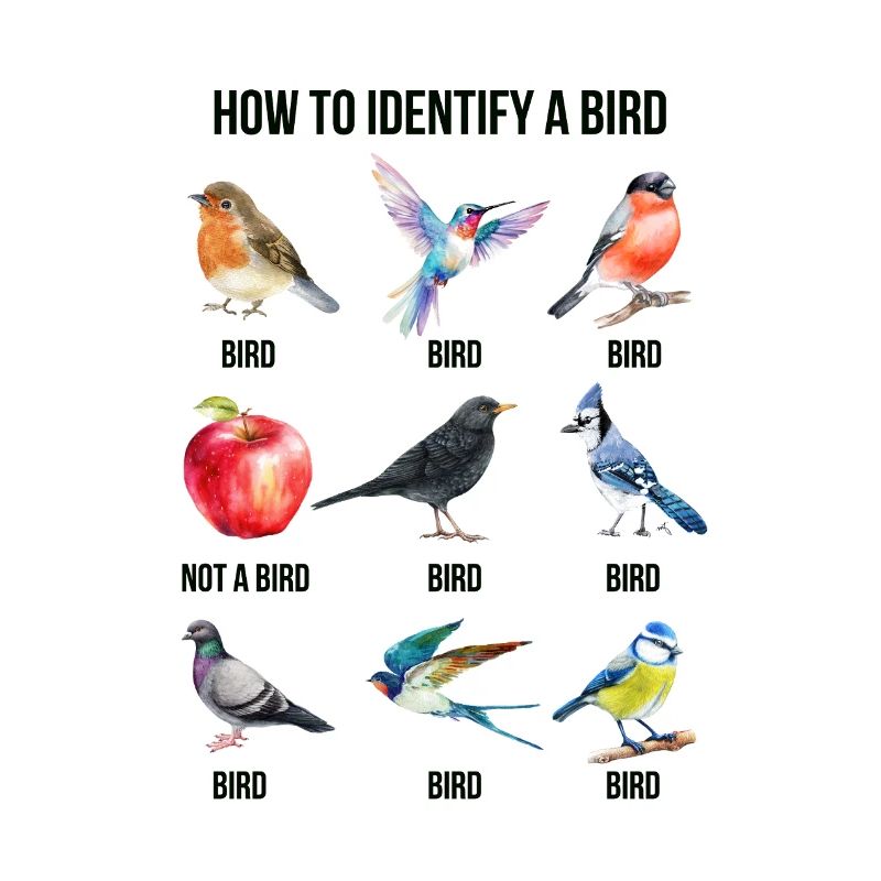 Conception amusante d’oiseau - Comment identifier un oiseau