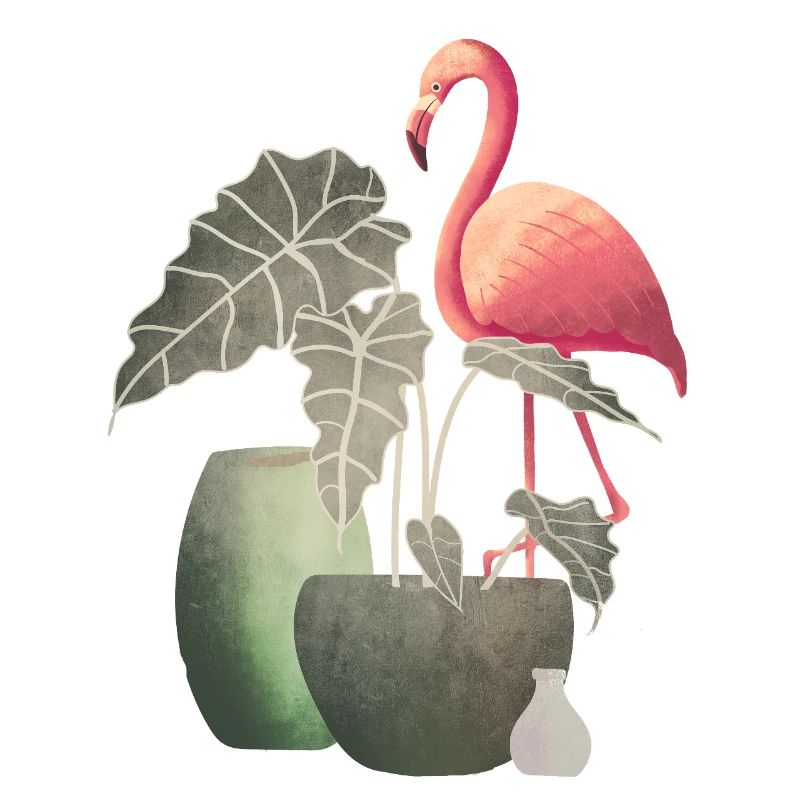 Flamingo