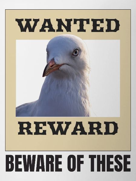 Humorous Seagull Wanted Poster
