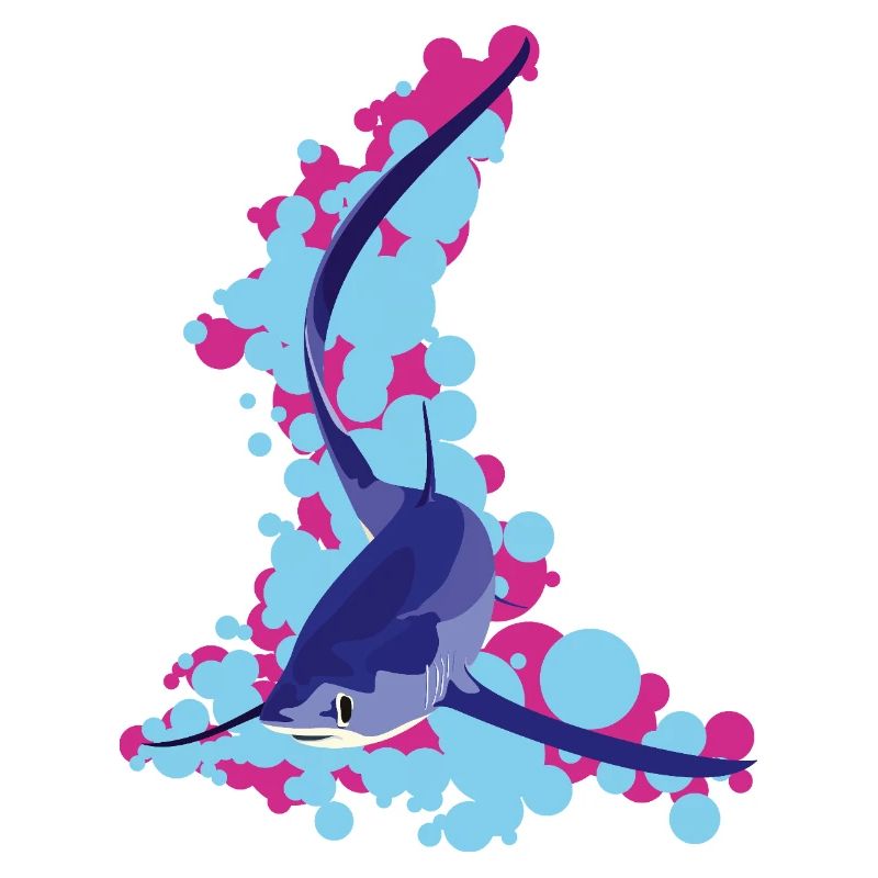 Requin-renard (Alopias supersiloucus)