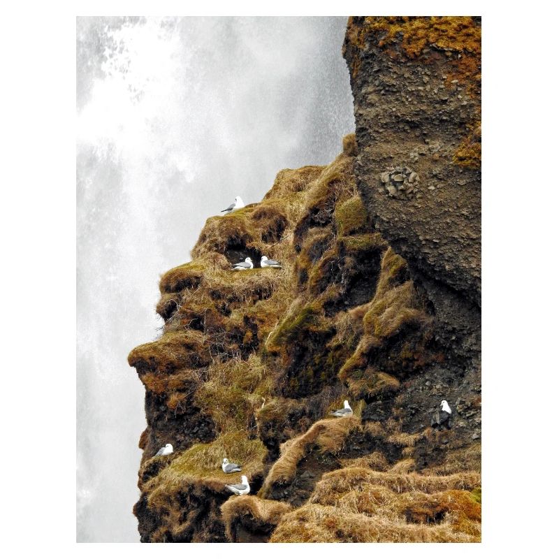 Seevögel, die auf der Klippe nahe dem Wasserfall sitzen, sitzen